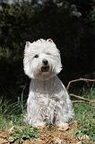 WESTIE 016